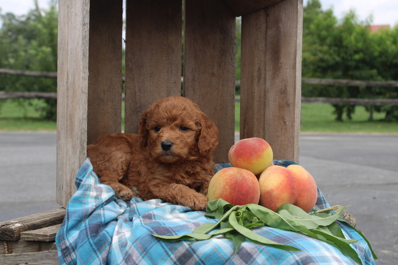 puppy, for, sale, Mini Goldendoodle F2, Matthew B. Stoltzfus, dog, breeder, Gap, PA, dog-breeder, puppy-for-sale, forsale, nearby, find, puppyfind, locator, puppylocator, aca